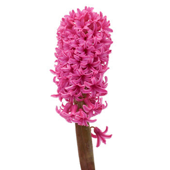 Hyacinth Hot Pink Flower May to December