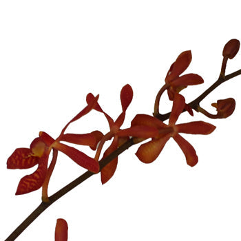 James Storie Red Aranthera Orchids