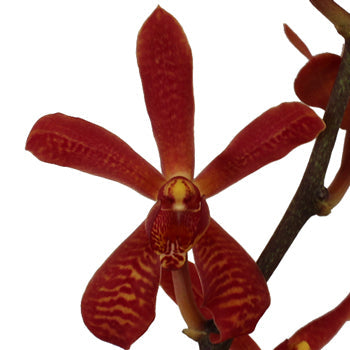 James Storie Red Aranthera Orchids