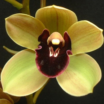 Mini Cymbidium Orchid Spring Mountain