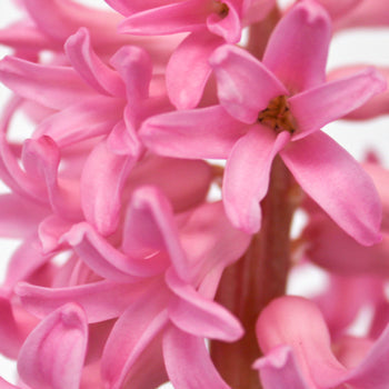 Hyacinth Pink Flower May to December
