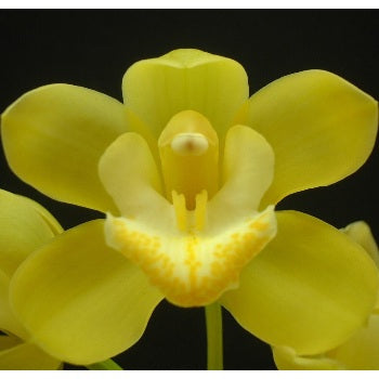 Mini Cymbidium Orchid Lemon Icicle
