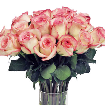 Butterfly Pink Rose