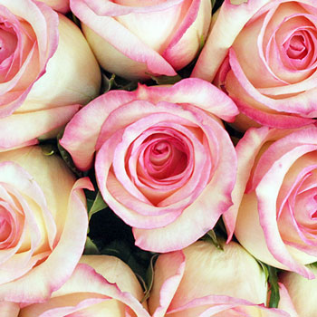 Butterfly Pink Rose
