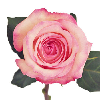Butterfly Pink Rose