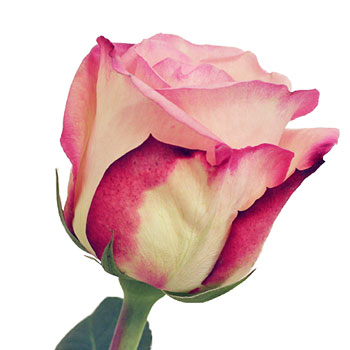 Butterfly Pink Rose