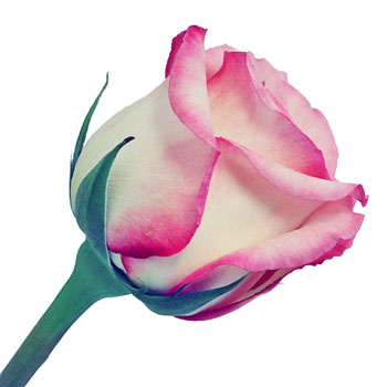 Butterfly Pink Rose