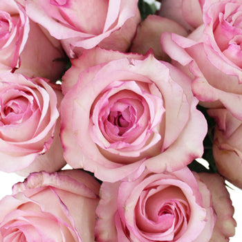 Big Day Delicious Rose