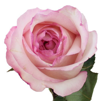 Big Day Delicious Rose