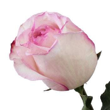 Big Day Delicious Rose