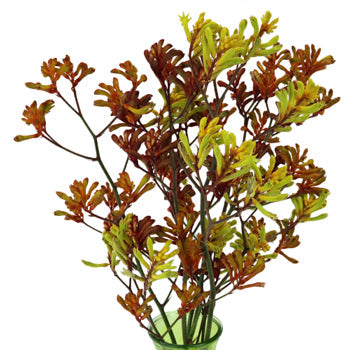Farm Mix Designer Kangaroo Paw Flowers