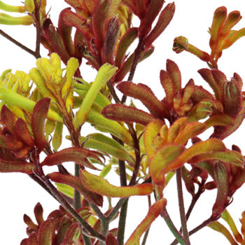 Farm Mix Designer Kangaroo Paw Flowers
