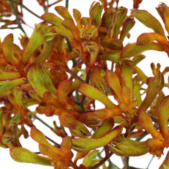 Orange Designer Kangaroo Paw Flowers
