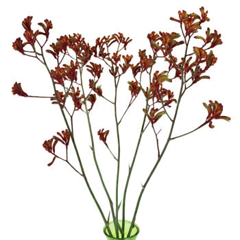 Red Designer Kangaroo Paw Flowers