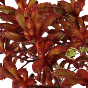 Red Designer Kangaroo Paw Flowers