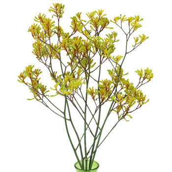 Yellow Designer Kangaroo Paw Flowers