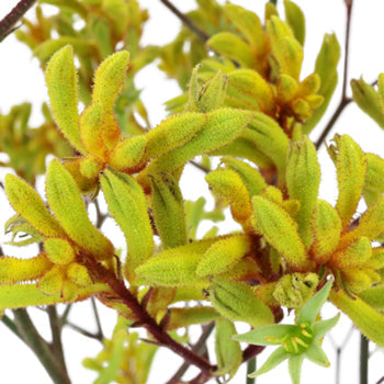 Yellow Designer Kangaroo Paw Flowers
