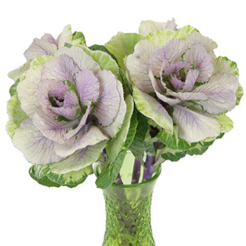 Lilac Wedding Kale Flower