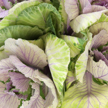 Lilac Wedding Kale Flower