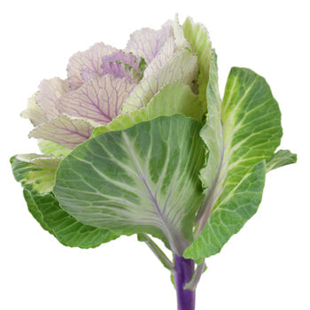 Lilac Wedding Kale Flower