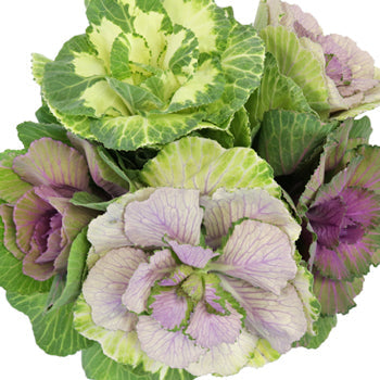 Assorted Farm Kale Mix