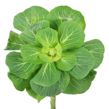 Fresh Green Designer Ornamental Kale