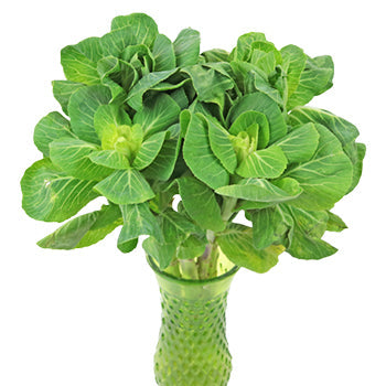 Fresh Green Designer Ornamental Kale