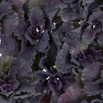 Black Harry Kale