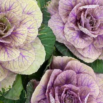 Ornamental Cream Kale Flower