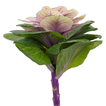 Ornamental Cream Kale Flower