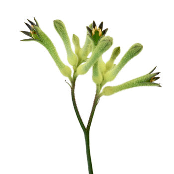 Lime Green Kangaroo Paw Flowers