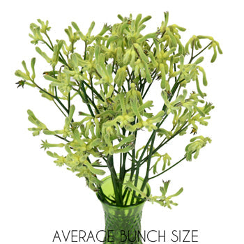 Lime Green Kangaroo Paw Flowers