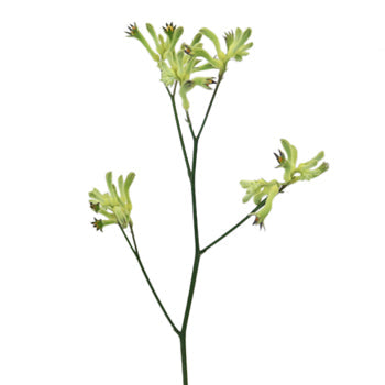 Lime Green Kangaroo Paw Flowers