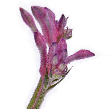 Pink Kangaroo Paw Flower