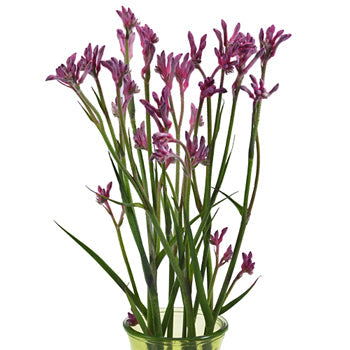 Pink Kangaroo Paw Flower