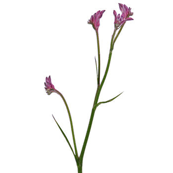 Pink Kangaroo Paw Flower
