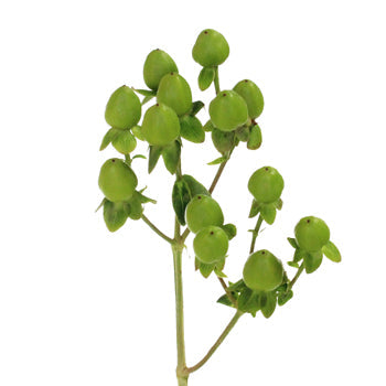 Green Designer Hypericum Berries