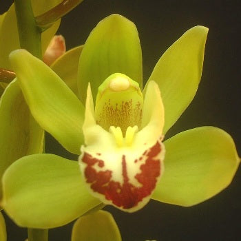 Mini Cymbidium Orchids Lovey Green