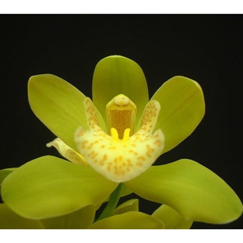 Mini Cymbidium Orchids Spring Green