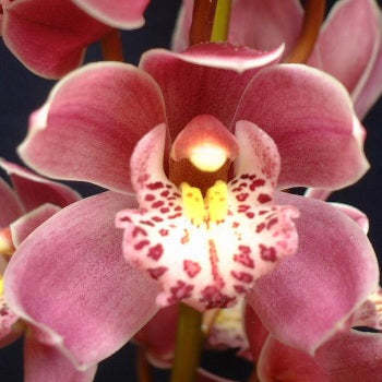 Mini Cymbidium Orchid Rosey Wine