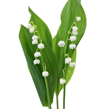 Lily of the Valley Flower