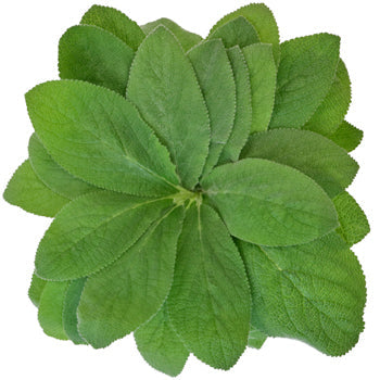 Lamb's Ear Greenery