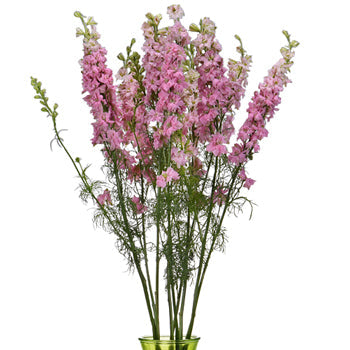 Larkspur Light Pink Flower