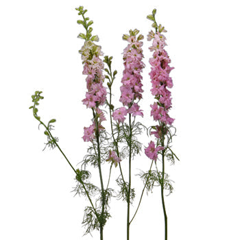Larkspur Light Pink Flower