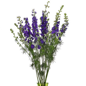 Larkspur Violet Flower