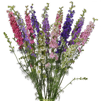 Wholesale Larkspur Flower assorted colors