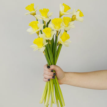 White and Yellow Daffodil Spring Flower