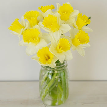 White and Yellow Daffodil Spring Flower