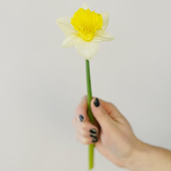White and Yellow Daffodil Spring Flower