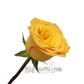 Latin Beauty Sunset Rose